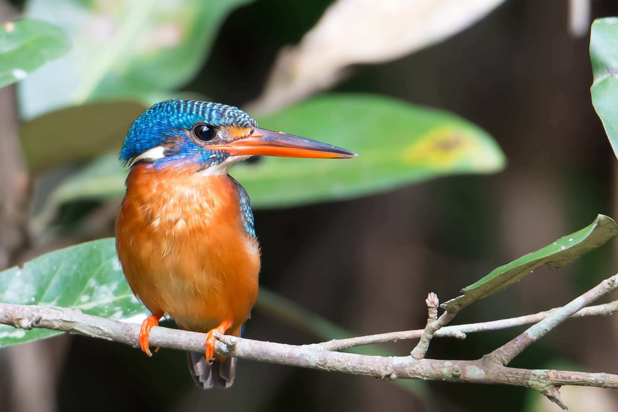 কষ্ট গুলো খুব ছোয়াচে