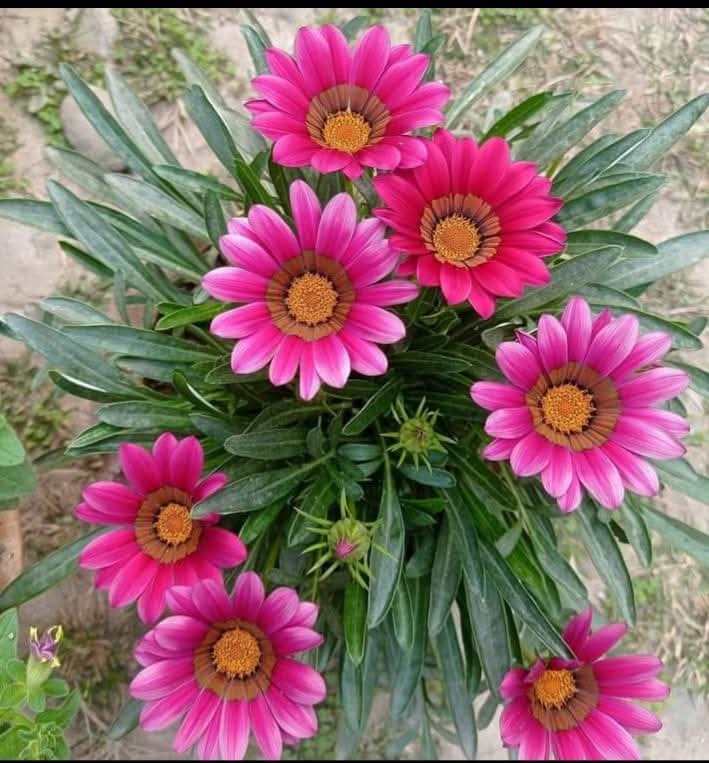 প্রণয়ের পরিনতি