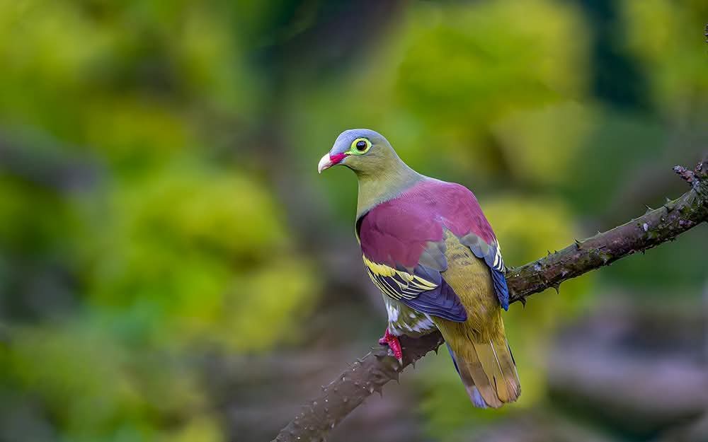 সুদূর প্রেম