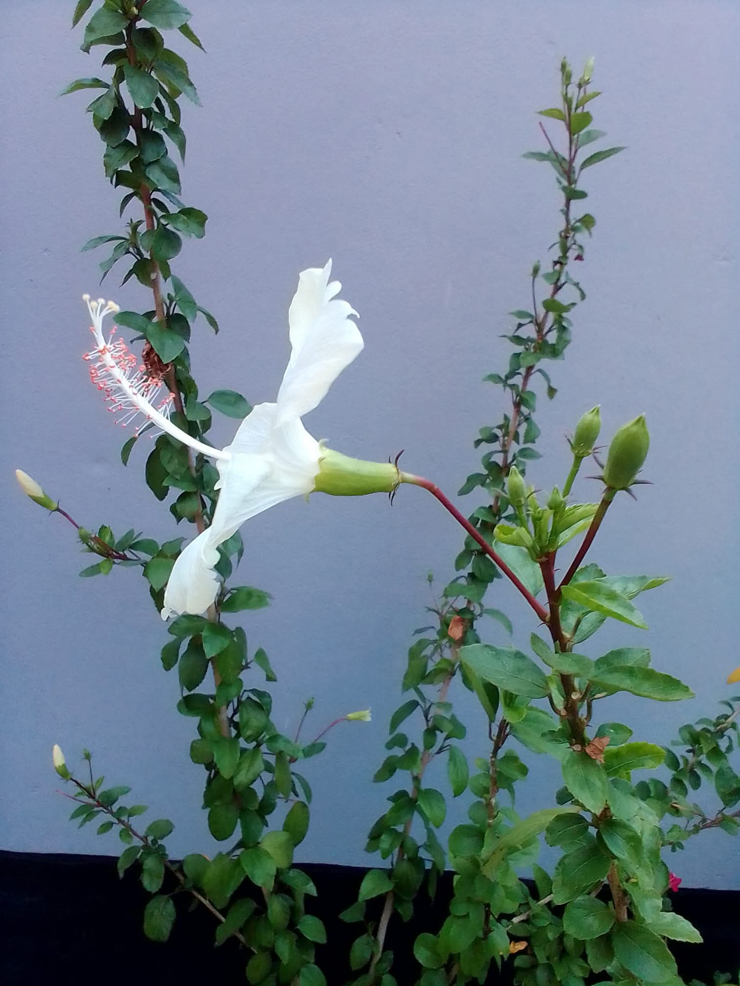 পতঙ্গ বাহার