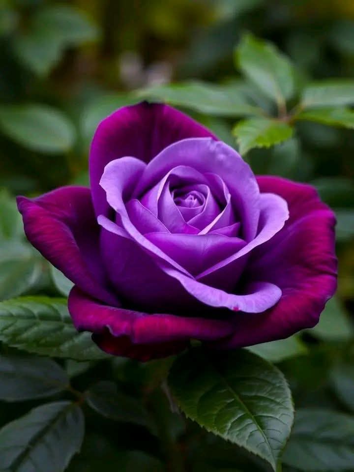 ফুল ও পাপড়ি